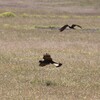 ニシオジロクロオウム(Carnaby's Black-Cockatoo)