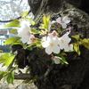 散歩、きれいな桜を見に行きました！