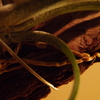 T.Schatzlii 'Red' がバークチップに着生してきた。