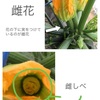 【野菜の豆知識】ズッキーニ