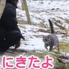 野良猫保護。「りんちゃん」