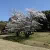 里山の桜　1