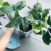 *室内の空気を浄化してくれる植物【Cây Tróc Bạc】は人生に素敵な出会いを引き寄せてくれる？*
