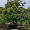 称念寺に咲く「菩提樹」