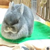 【うさぎと人】【難病の友人】特定医療費(指定難病)受給者証、更新。【2019秋】