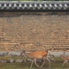 奈良カレンダー写真を見て・・・・・