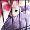【トライアル決定】３、４、５号【いってきます！】