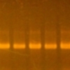 PCR