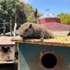 【癒しの小動物】町田リス園で動物たちと触れ合いました