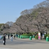 🌸上野公園の桜並木❗