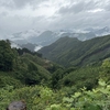 峠道のオオルリソウ