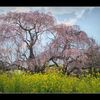 しだれ桜と菜の花