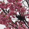 「横浜緋桜」たくさんの★ありがとうございました。