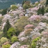 雨予報でも吉野の千本桜