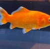 和金の育て方！寿命・大きさ・種類・金魚を綺麗に育てる方法を紹介！