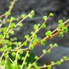 庭木の芽吹き始まる