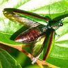 拙著「昆虫記者」の紹介⑪、一番きれいな虫って？