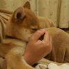 柴犬第七世代 ほめればなんでもやる 今日の柴ちゃん29