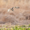 狩り中のコミミズクの飛翔数コマ＆止まり姿色々。