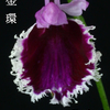 今日の花（2010.4.10）