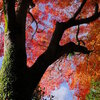 神奈川県足柄下郡箱根町　　　箱根（宮ノ下周辺）　紅葉　その1