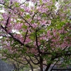 逗子の道路わきの河津葉桜