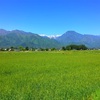 【安曇野の風景】初夏、緑の麦畑が綺麗。