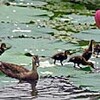 ハスの花にカルガモの親子（神奈川県）