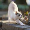 近隣繁華街のねこさん