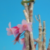 Dendrobium lawesii f.bicolor (Pink & Red)  