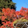 長安寺の紅葉＆今日の独り言