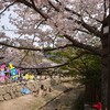 広島旅行1-7    桜の見頃はいつ？弥山
