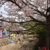 広島旅行1-7    桜の見頃はいつ？弥山