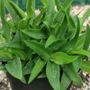 実生レデボウリアコンカラーの植え替え