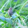 名前の分からない鳥さん・・・？