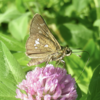 6月の下草花とチョウ−２