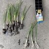 タマネギも水耕栽培