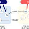 抗がん剤進歩の歴史（CAR-T細胞）