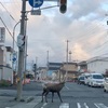 稚内エゾシカ