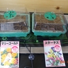 今年は種から植えます「ベランダ園芸」