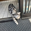 猫、初めて家の外をパトロールする