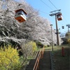 多摩川桜百景　－19. よみうりランド－