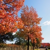 松任総合運動公園の紅葉（前編）