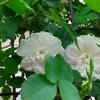 スタンウェル　パーペチュアル開花