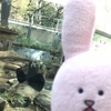 スキウサギの旅⑨上野動物園その２、シンシンと