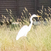 神原町に飛来した鳥　　チュウサギとアオサギ