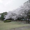 「禅と茶の集い」だより(21)　桜が桜をしている