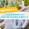 たにログ275 【難易度高め？】白い粉系多肉ラウイの育成は難しい？日光不足で☆になる？！