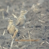 Oriental Skylark タイワンヒバリ (インドの鳥その67)