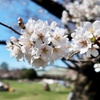 五分咲きの小金井公園桜で3月の終わりを愉しむ